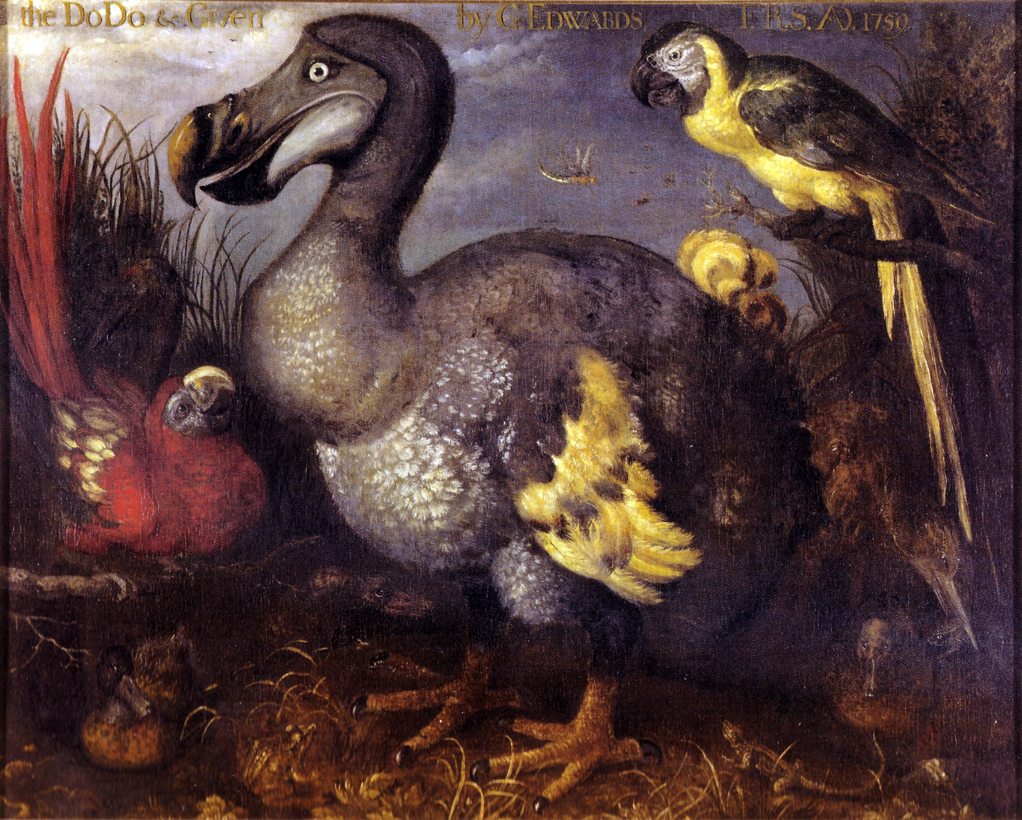 Roelant Savery's schilderij van de dodo, gemaakt in het Lombardenhuis